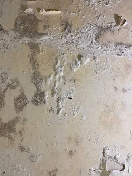 Best Attic Mold Removal  in West Linn, OR